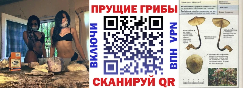 наркотики  Ессентукская  Галлюциногенные грибы GOLDEN TEACHER 